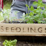 Wooden box with seedlings